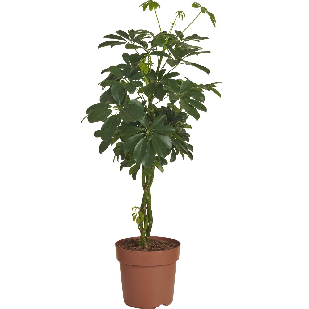 Wilko Schefflera Arboricola Nora 80-100cm Image 1