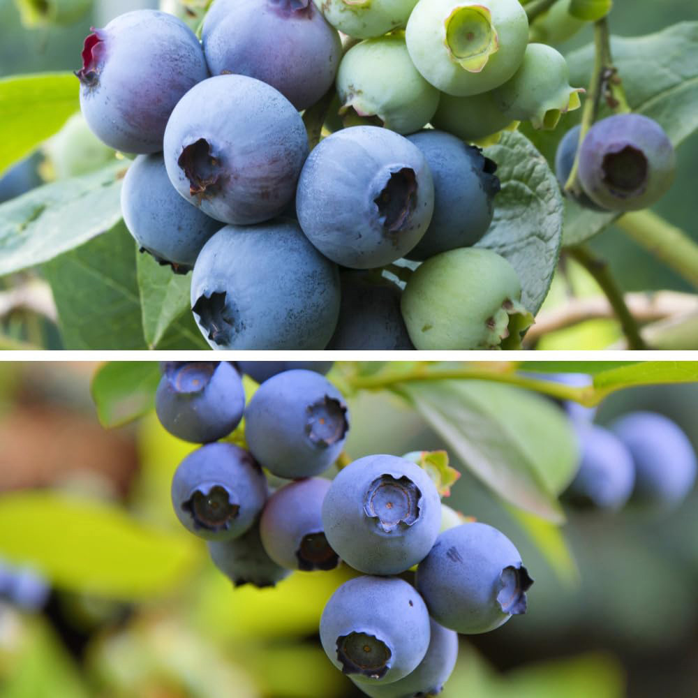 Thompson and Morgan Blueberry Duo Potted Plant 9cm 2 Pack Image 1