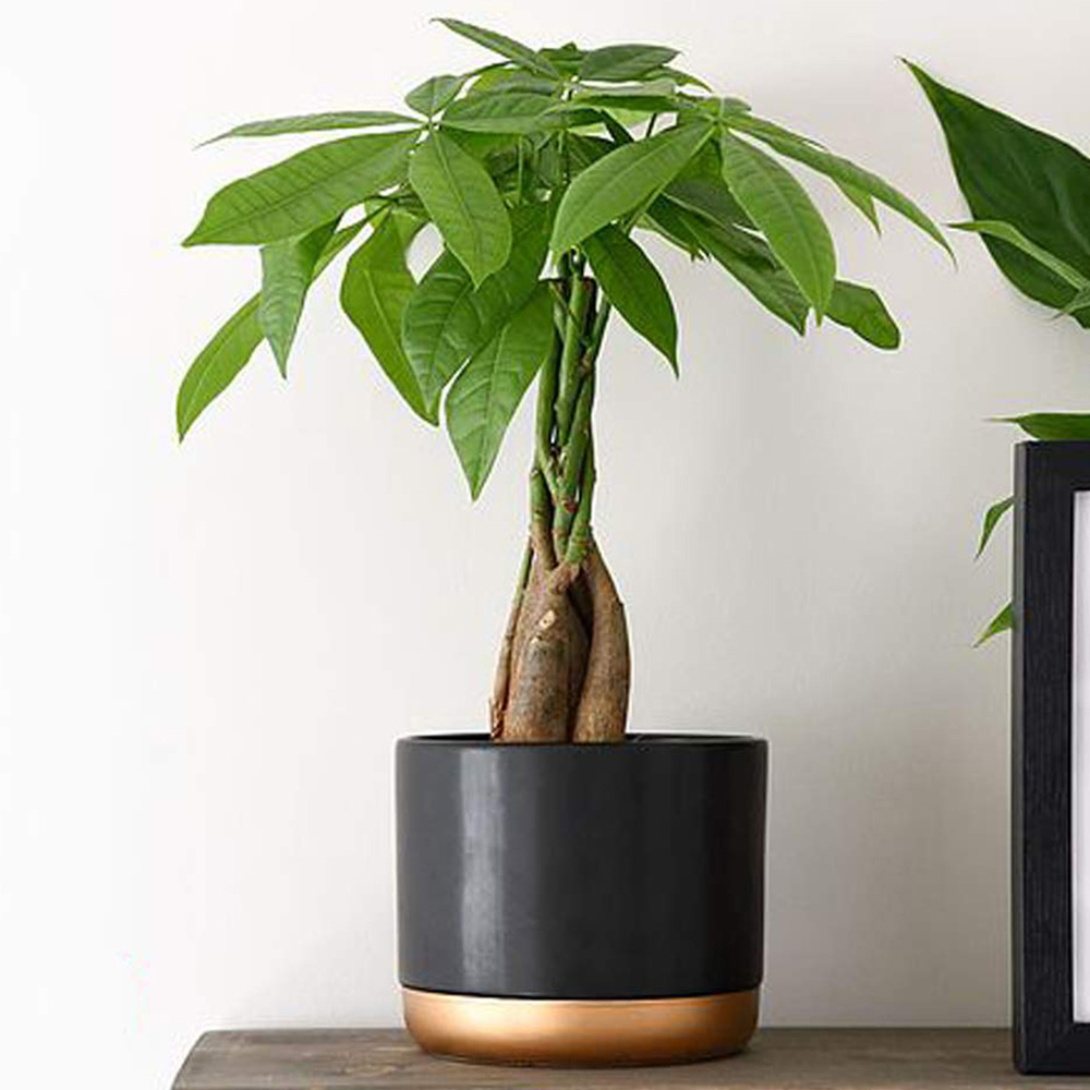 Thompson and Morgan Pachira Aquatica Tree Braided Stem Plant Pot 12cm 2 Pack Image 1