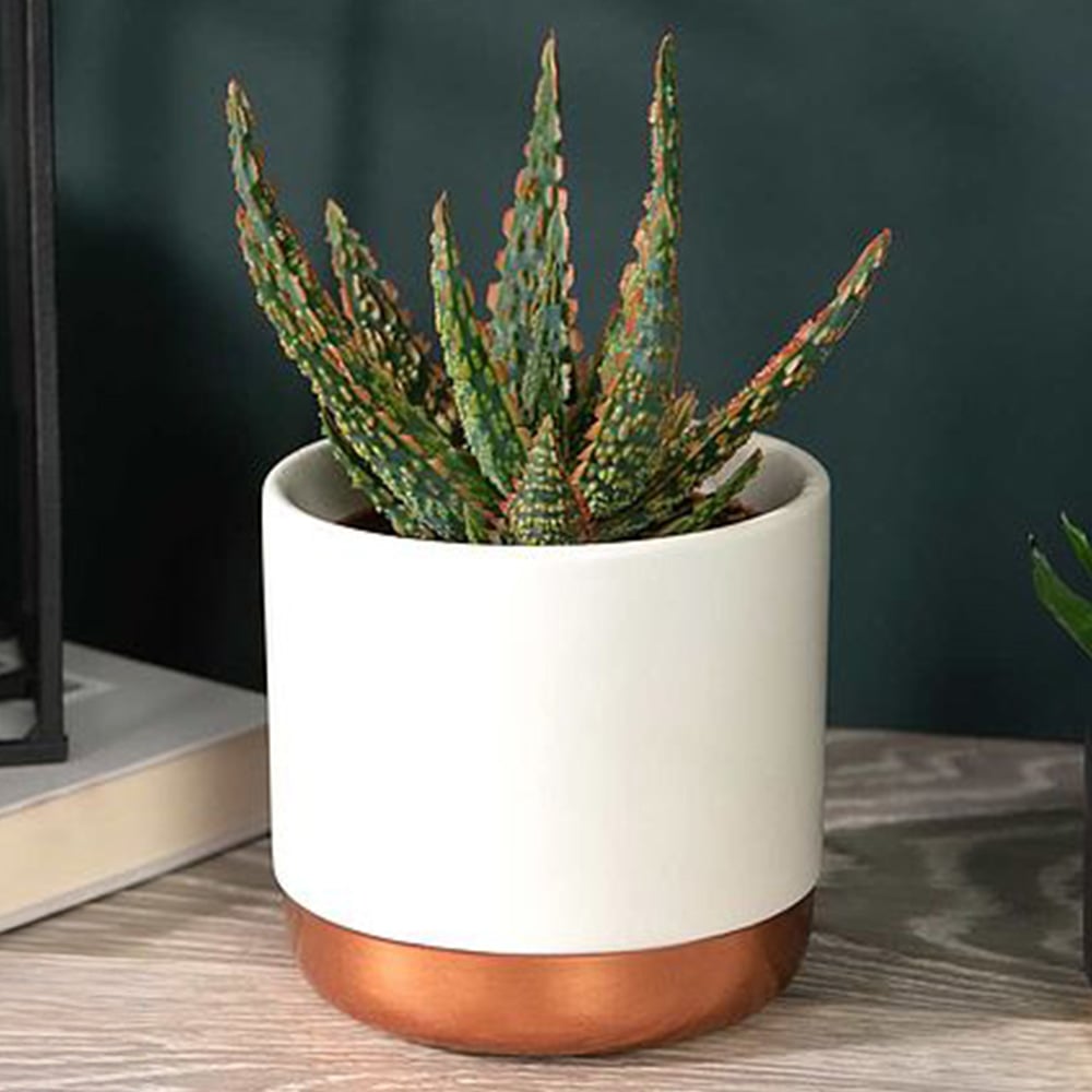 Thompson & Morgan Aloe Dannyz Potted Plant 10.5cm Image 1