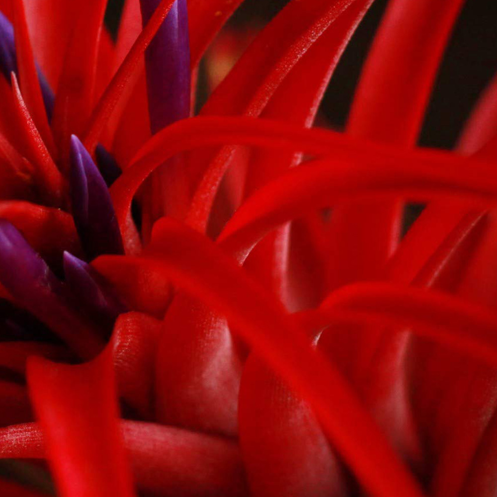 Thompson and Morgan Medium Tillandsia Brachycaulose Abdita Air Plant Image 1