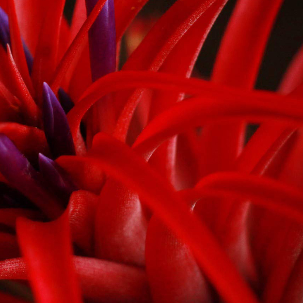 Thompson and Morgan Medium Tillandsia Brachycaulose Abdita Air Plant 2 Pack Image 1