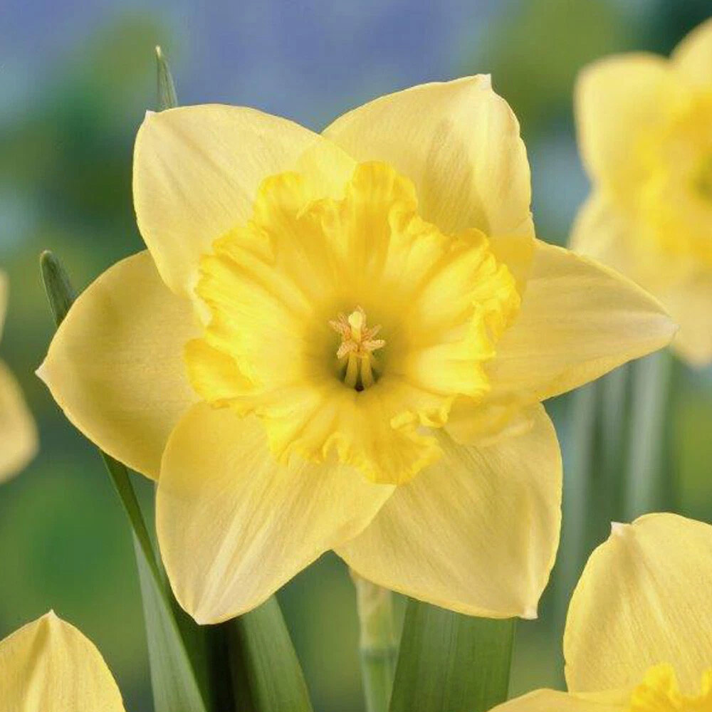 Thompson and Morgan Daffodil St Patricks Day Planting Bulb 32 Pack Image 5