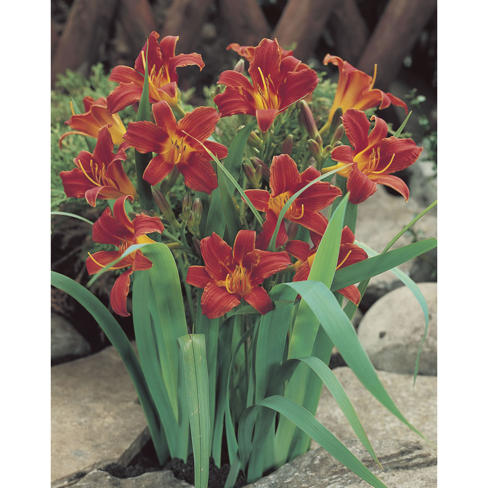 Wilko Spring Bulbs Hemerocallis Day Lily Red 1pk Wilko