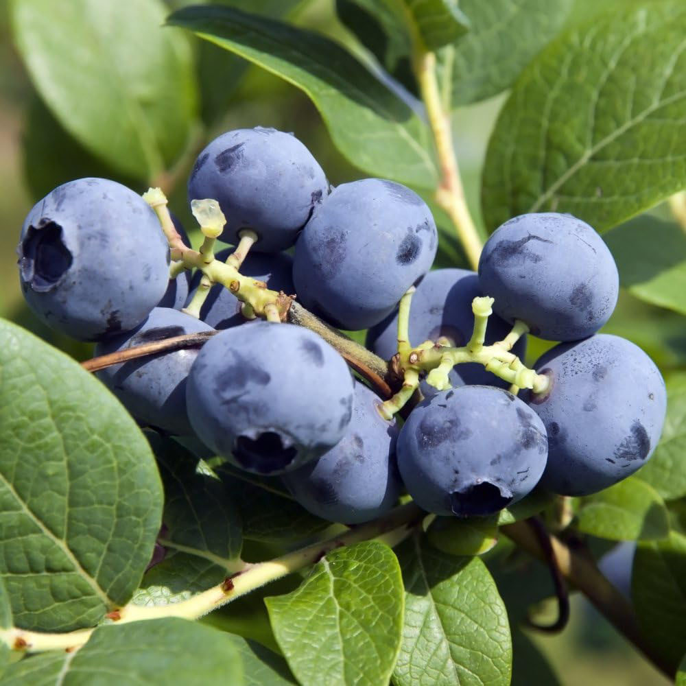 Thompson and Morgan Blueberry Bluecrop Plant Pot 9cm 6 Pack Image 1