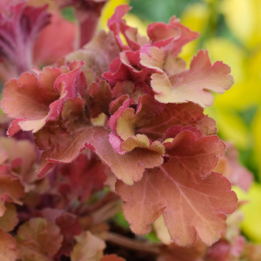 Thompson and Morgan Heuchera Frilly Plant Pot 9cm Image 2