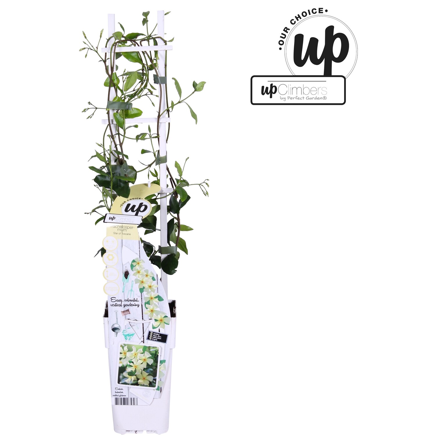 Trachelospermum -  Star of Toscana Image