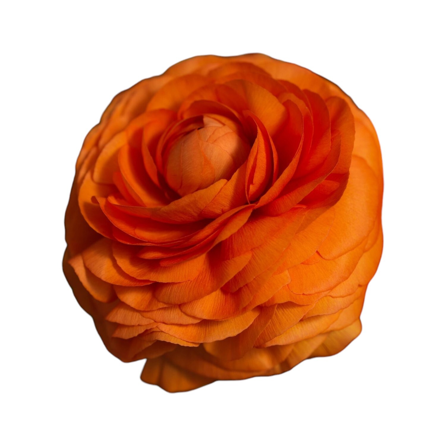 Ranunculus Bloomingdales Plant Pot Image 2