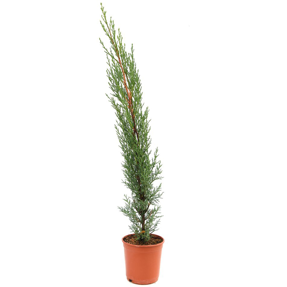 Thompson and Morgan Cupressus Sempervirens Italian Cypress Stricta Plant Pot 14cm 4 Pack Image 2
