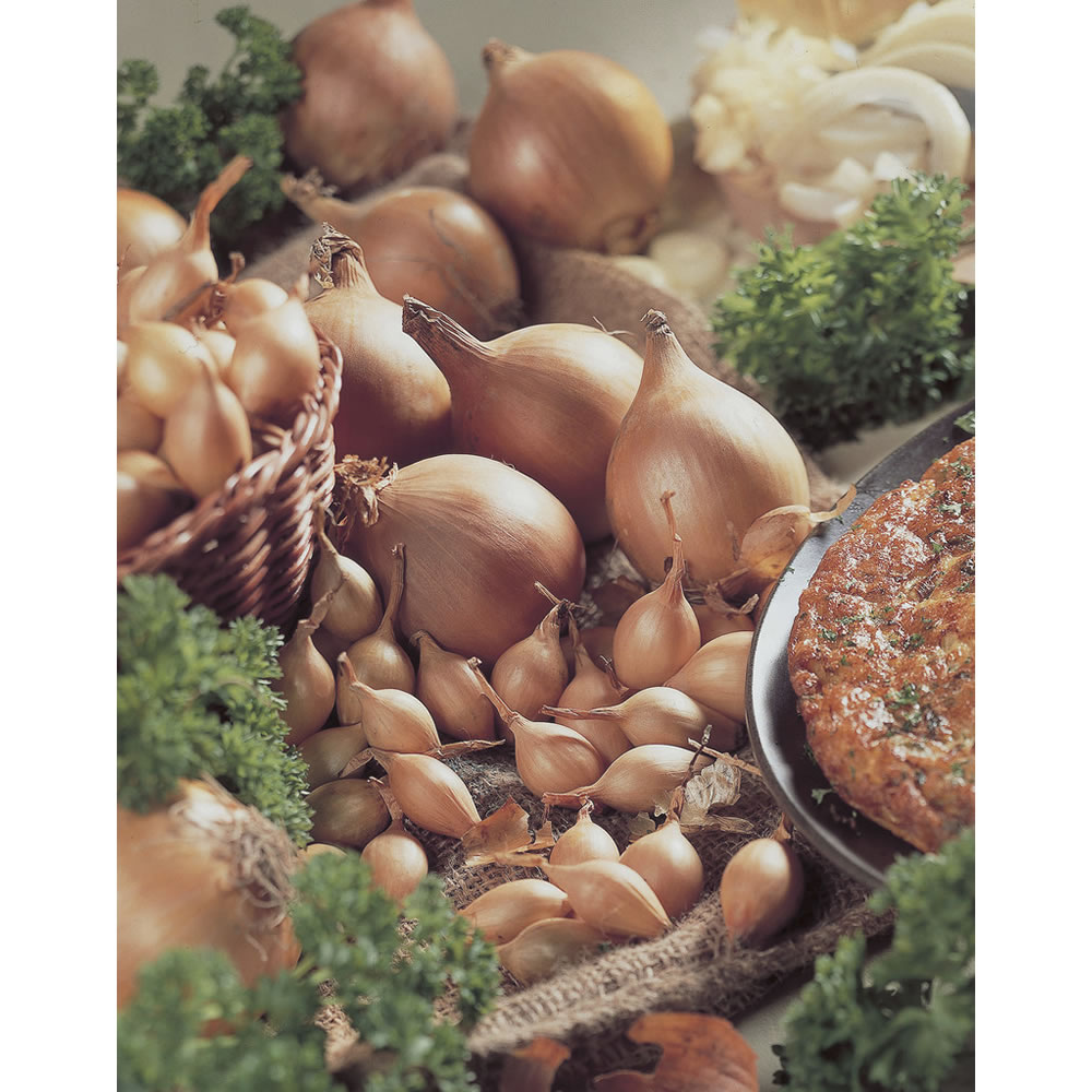 Wilko Autumn Bulbs Onion Set Japanese 14/21 50pk Wilko