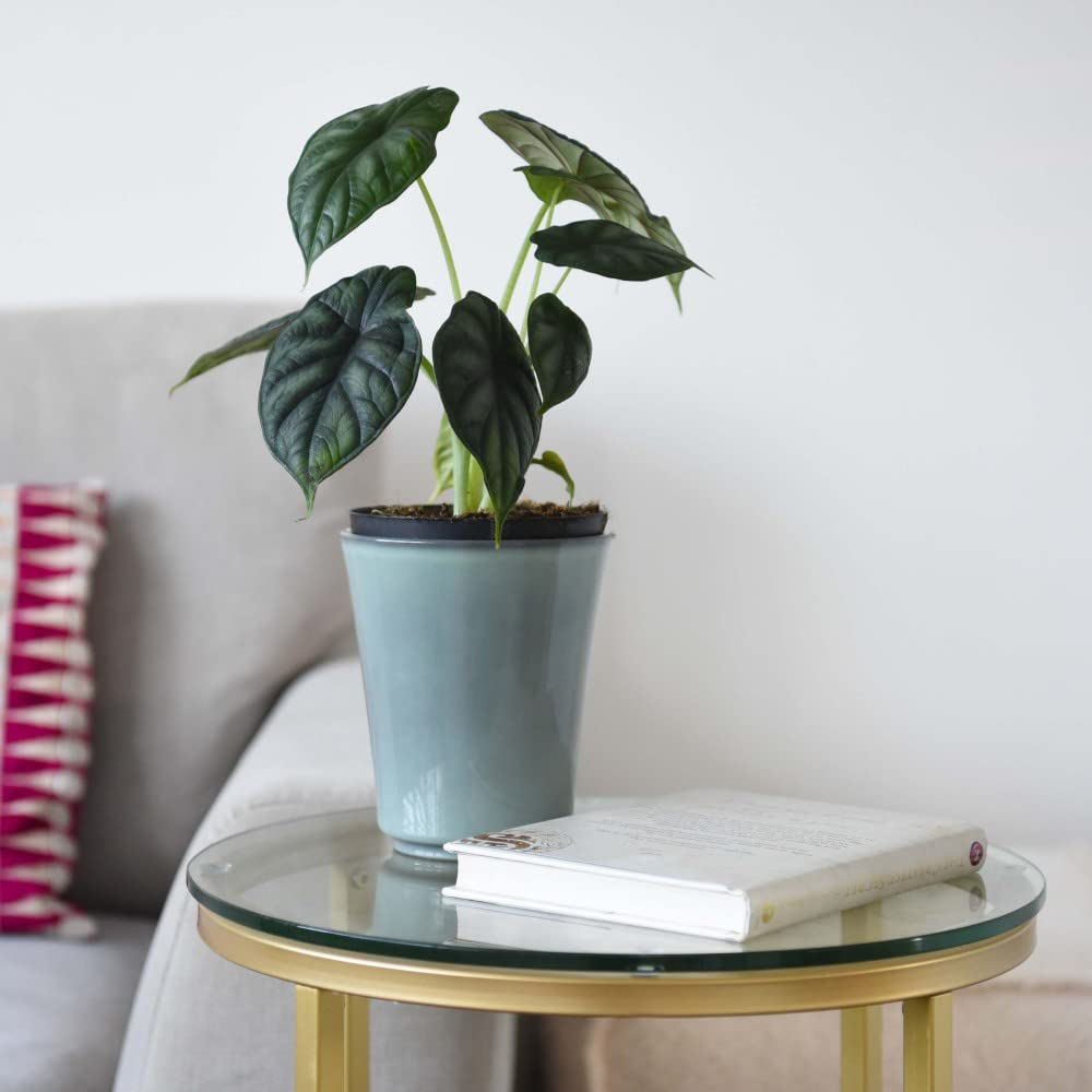 Thompson and Morgan Alocasia Dragonscale Plant Pot 13cm Image 4