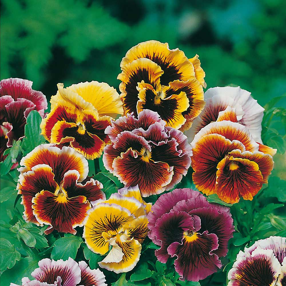 Wilko Pansy Frou Frou Mixed Seeds Image 1