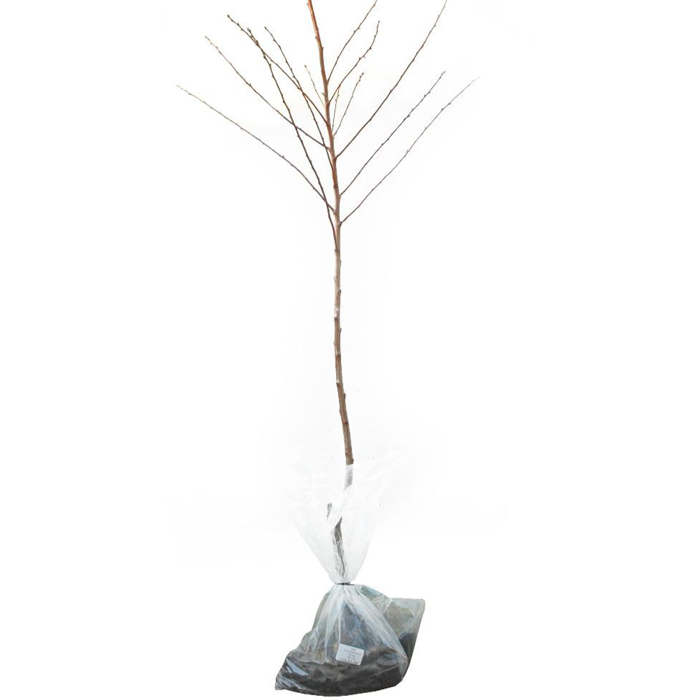 Thompson & Morgan Almond Prunus Robijn St Julien 2 Bare Root Trees Image 2