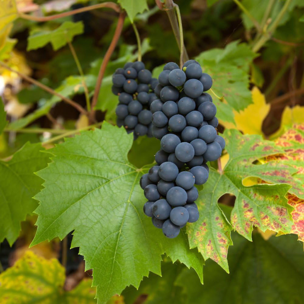 Thompson and Morgan Grape Vitis Muscat Hamburg Plant Pot 3L Image 1