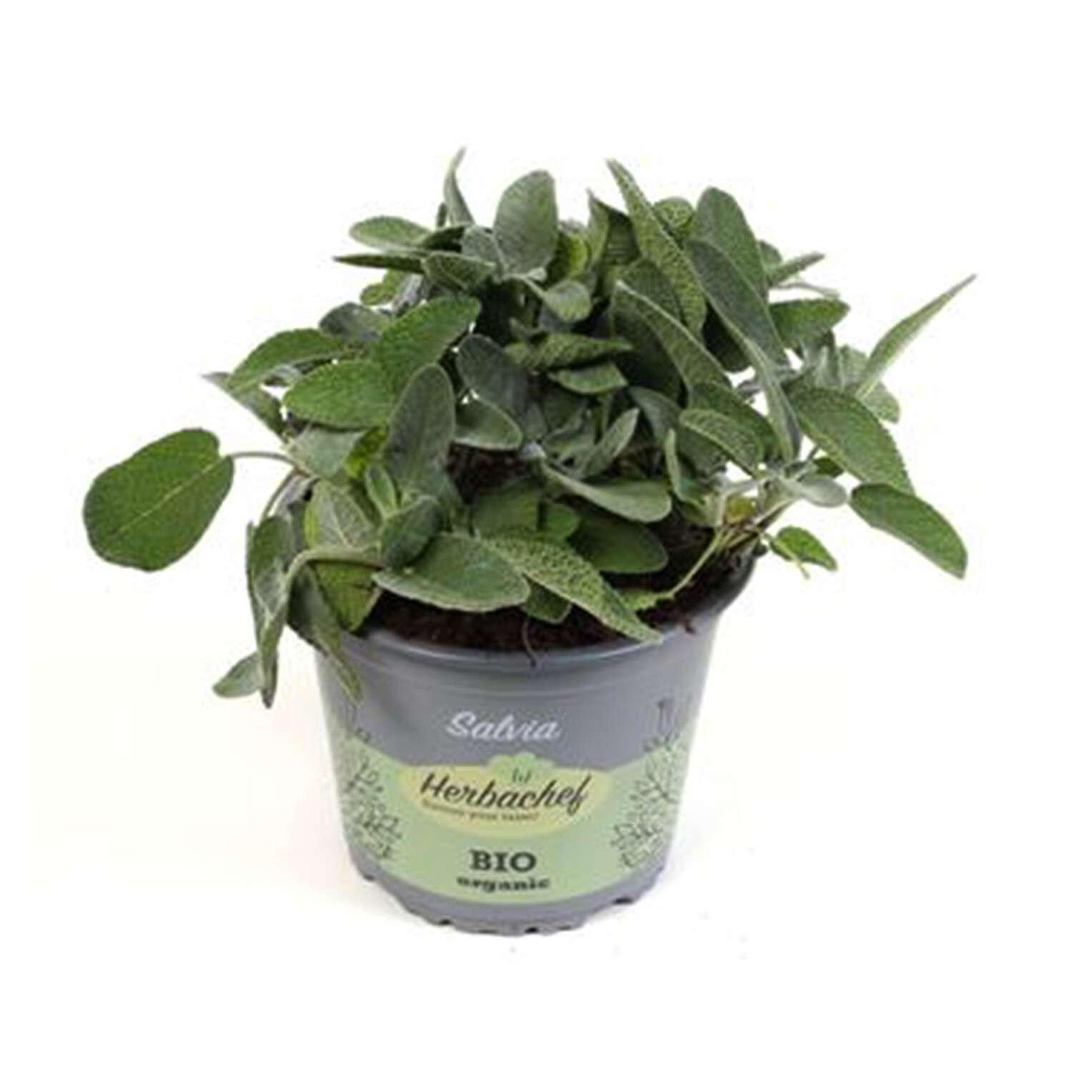 Sage Herb - Green Image