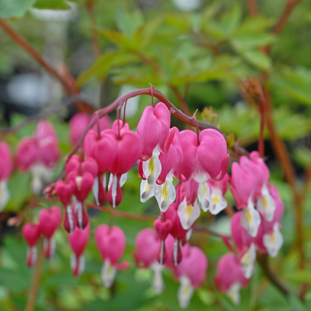 Thompson and Morgan Dicentra Spectabilis Bleeding Heart Pink Plant Pot 9cm 3 Pack Image 2