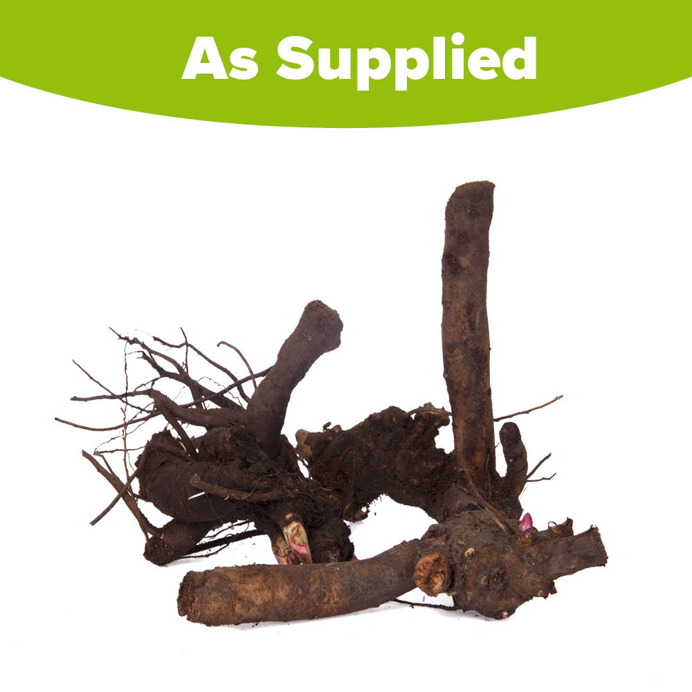 YouGarden Peony Bowl of Beauty Bare Root 3 Pack Image 3