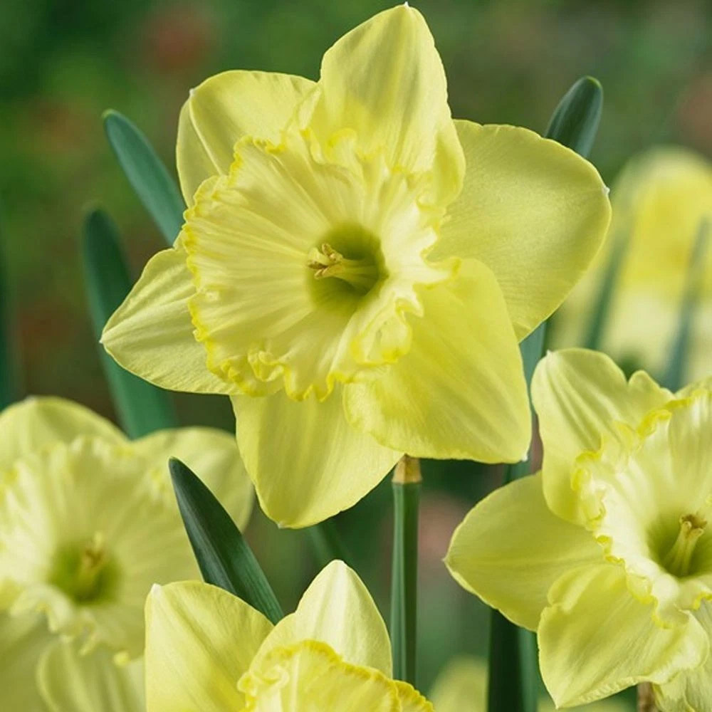 Thompson and Morgan Daffodil St Patricks Day Planting Bulb 8 Pack Image 1