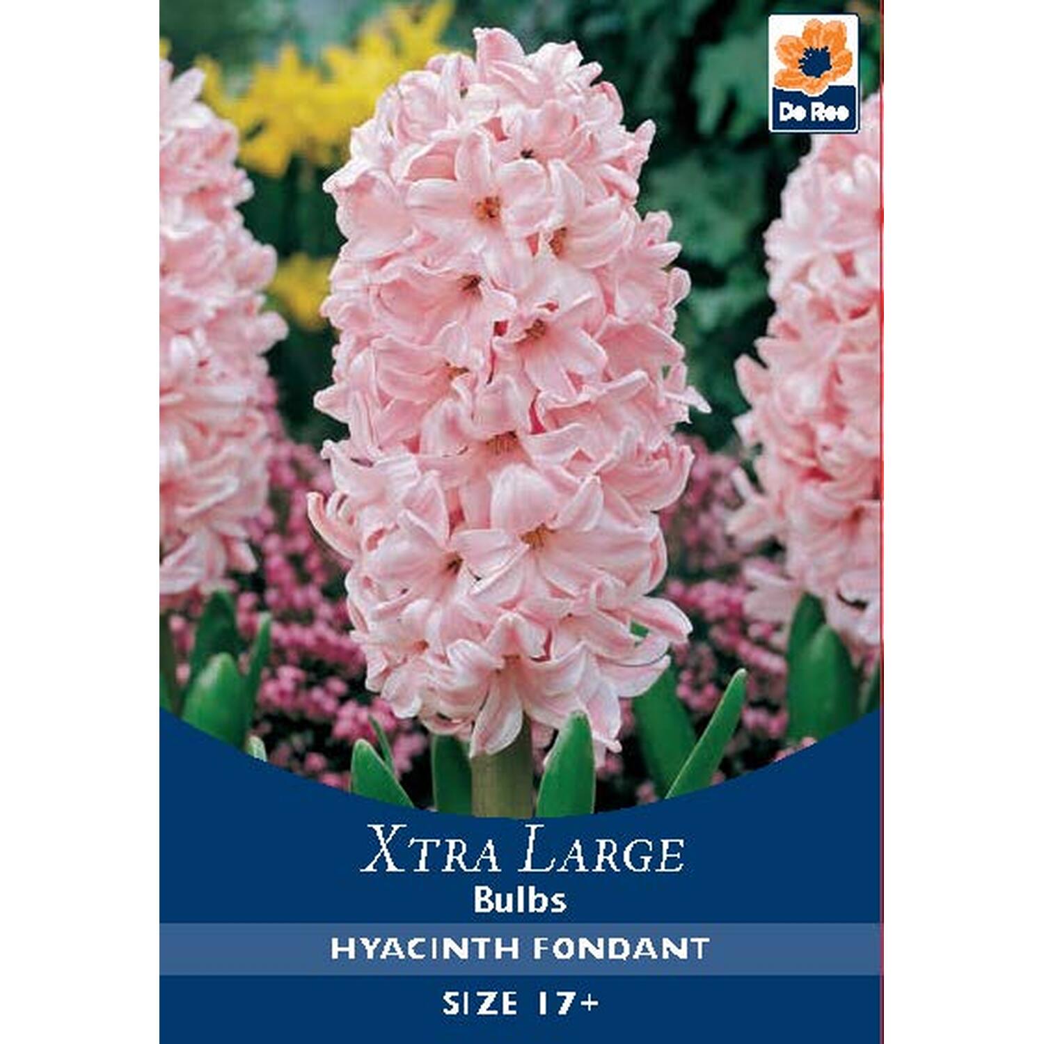 Extra Large Bulb Collection Image 16