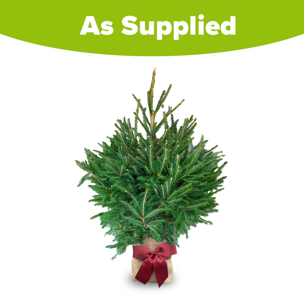 wilko Warm White LED Norway Spruce Christmas Tree with Gift-Wrapped Base 3.2ft Image 3
