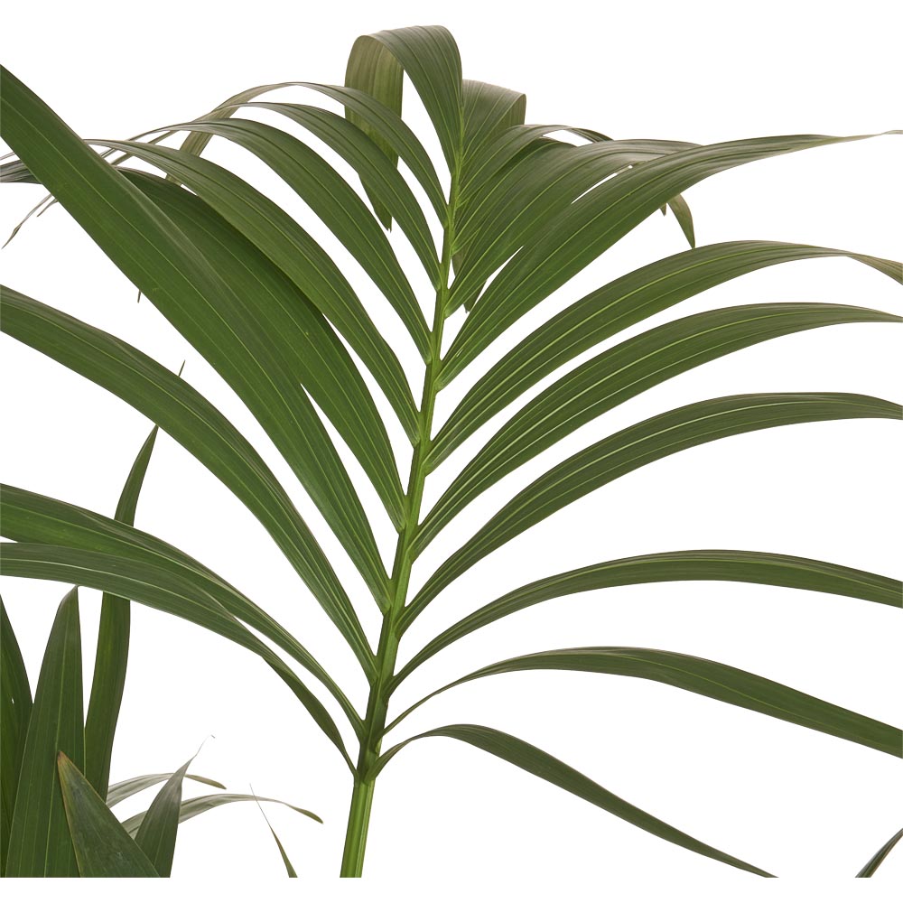 Wilko Kentia Palm Plant 110-140cm Image 2