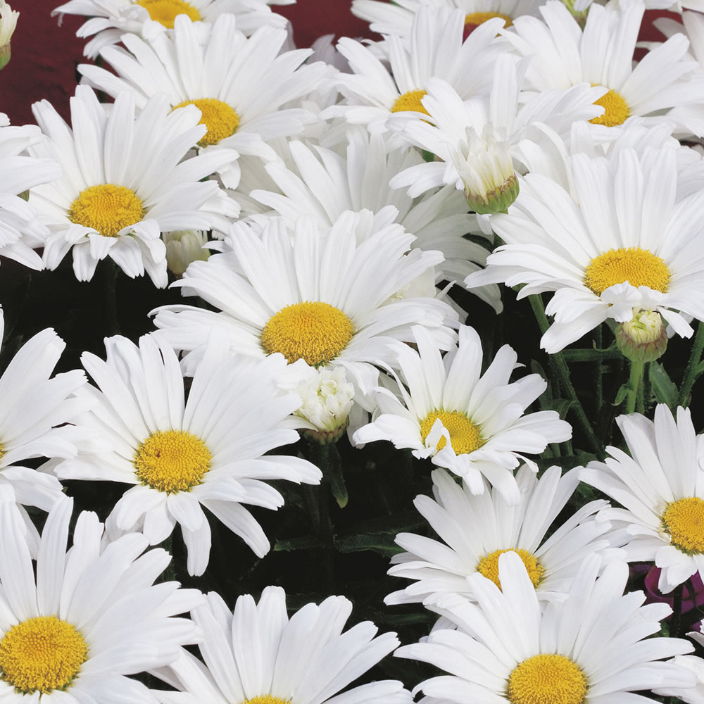 Wilko Chrysanthemum White Breeze Seeds Image 1