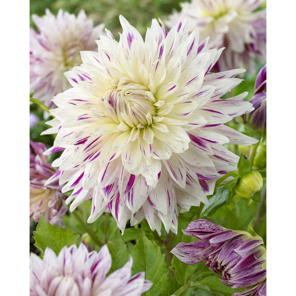 Wilko Dahlia Avignon Spring Planting Bulb 1 pack Wilko