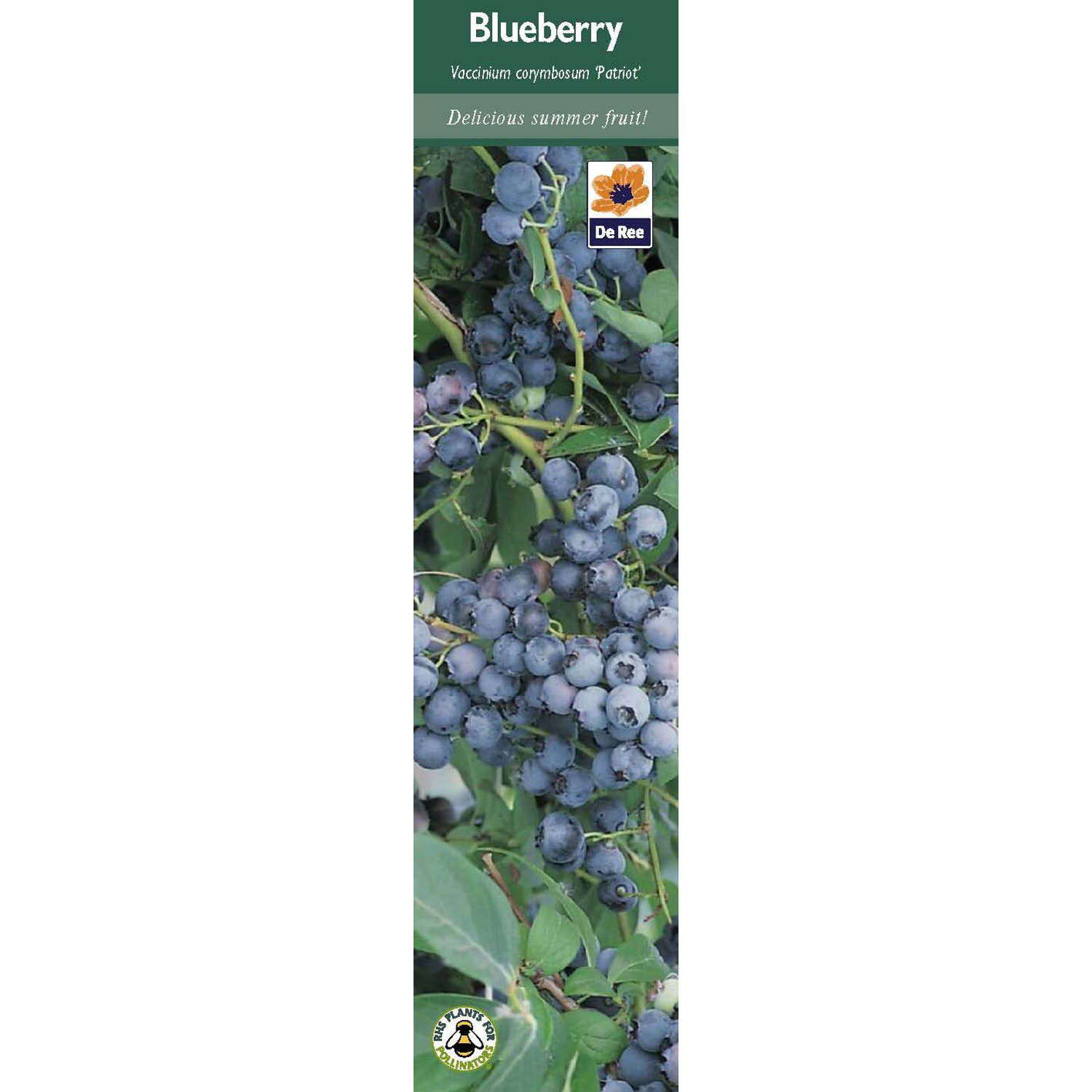 Fruit Plant Seeds - Multicolour Image 3