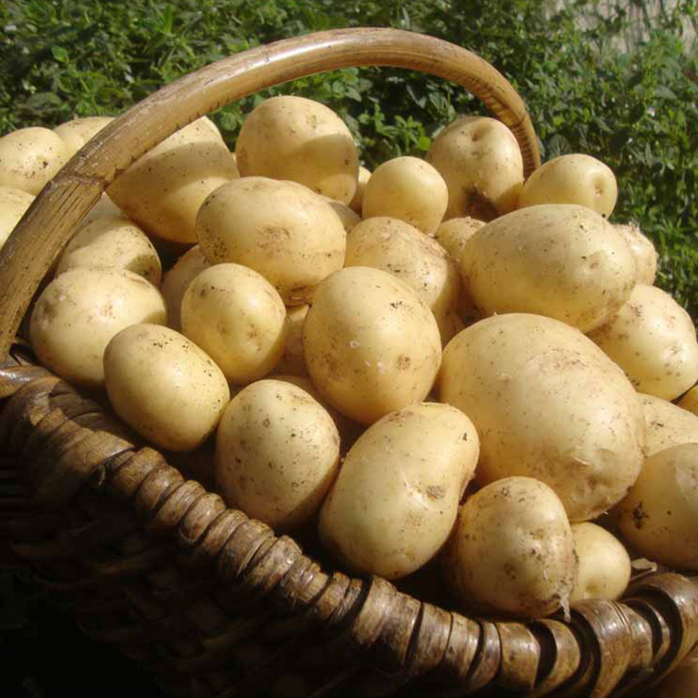 Wilko Seed Potato Casablanca 5pk Image 5