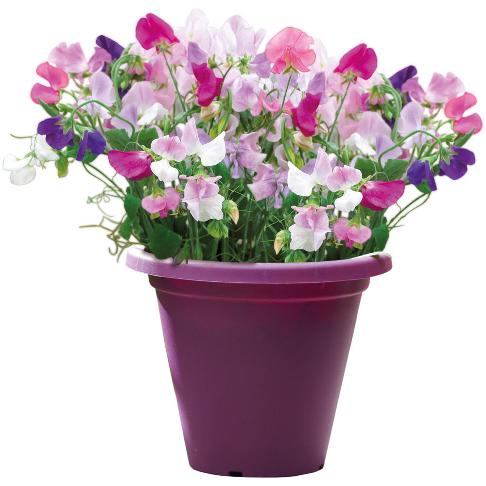 Clever Pots Scented Sweet Pea Sow and Grow Kit with a 19/20cm Round Pot Image 2