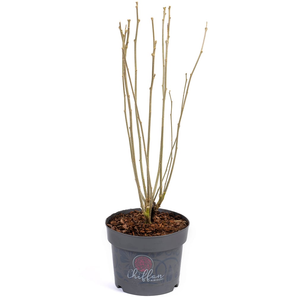 YouGarden Hibiscus Chiffon Lavender Plant Pot Image 3
