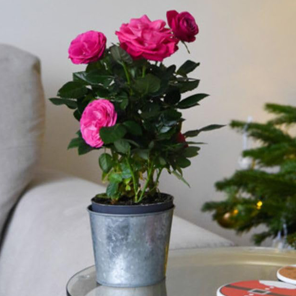 Thompson and Morgan Christmas Gift Scented Rose Deep Pink Plant in Zinc Pot 10.5cm Image 1