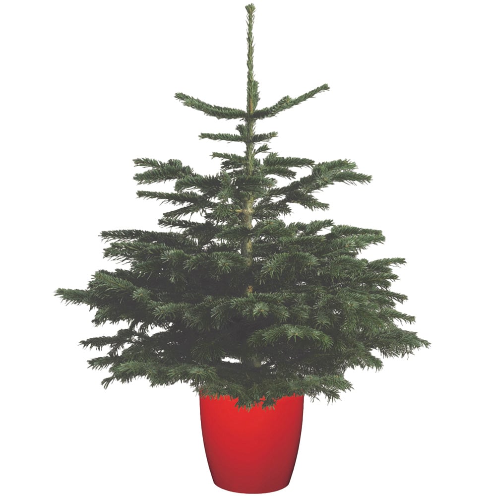 Needle Fresh Nordman Fir Pot Grown Real Christmas Tree with Cover Pot 3.9ft Image 1
