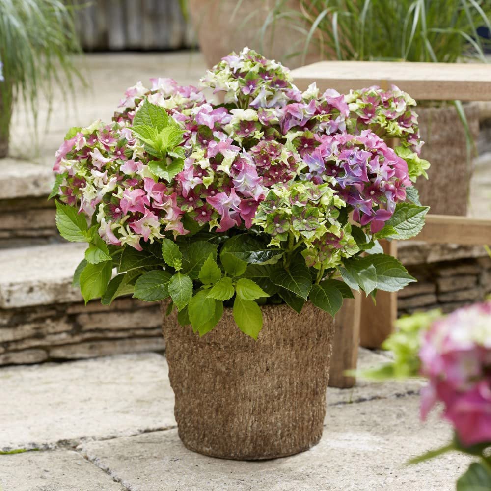 Thompson and Morgan Hydrangea Lady Mata Hari Pink Plant Pot 2L Image 2