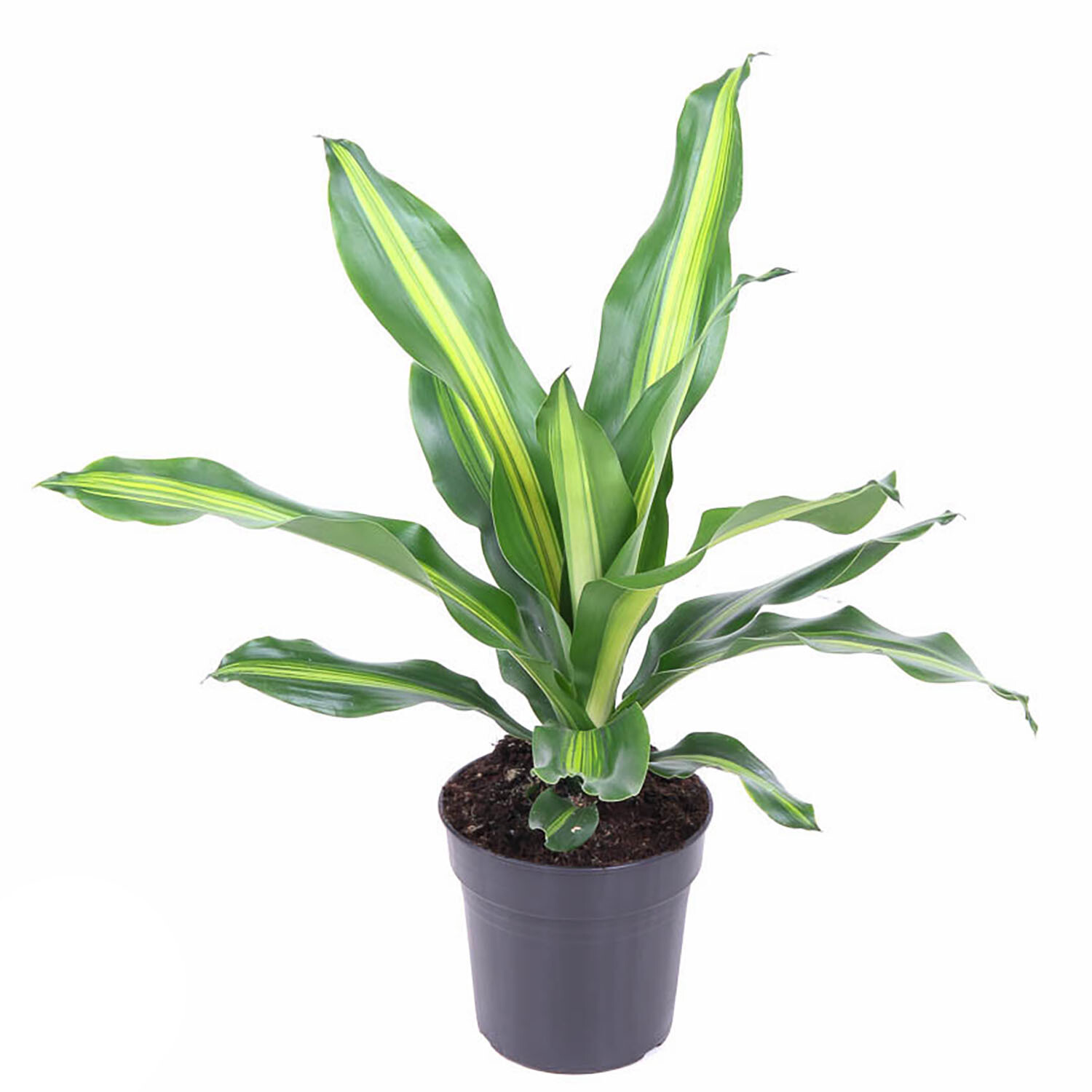 Dracaena Burley Image