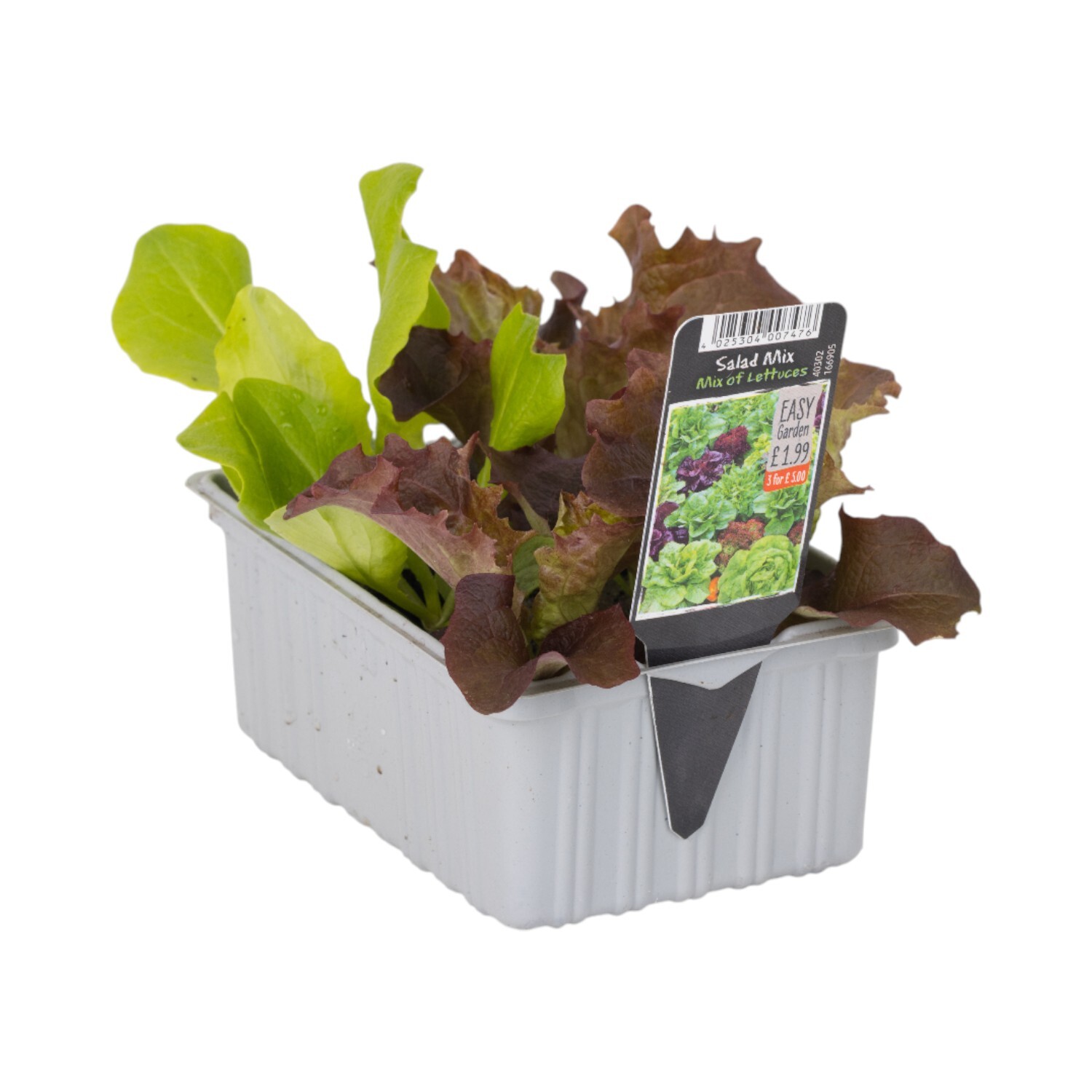 Pack of 6 Salad Mix Lettuce Plants Image