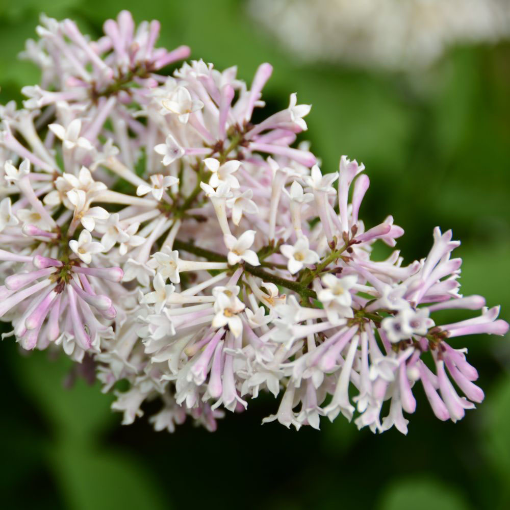 Thompson and Morgan Syringa Patula Miss Kim Plant Pot 9cm Image 3