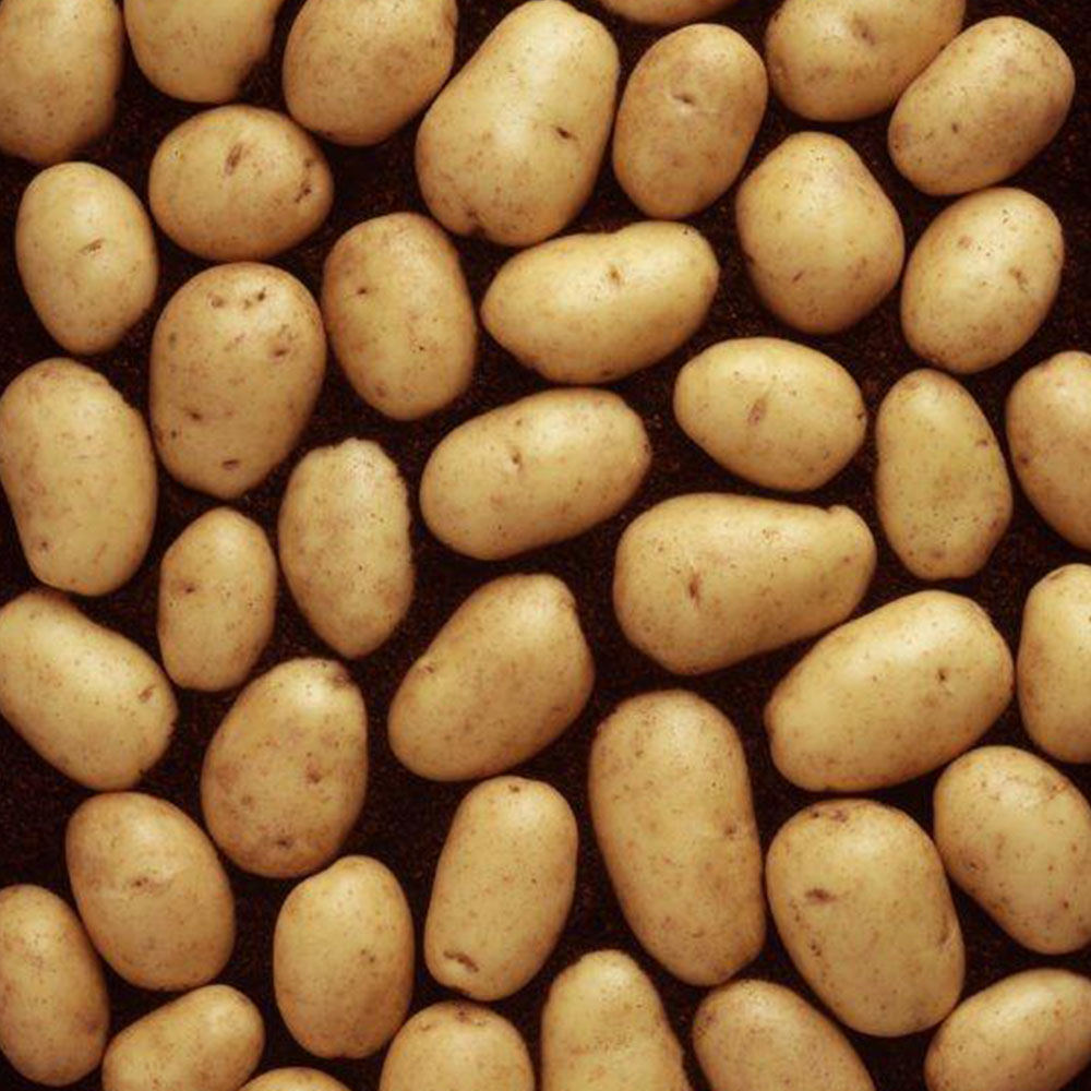 Albert Bartlett Seed Potato Vivaldi 5 Pack Image 1
