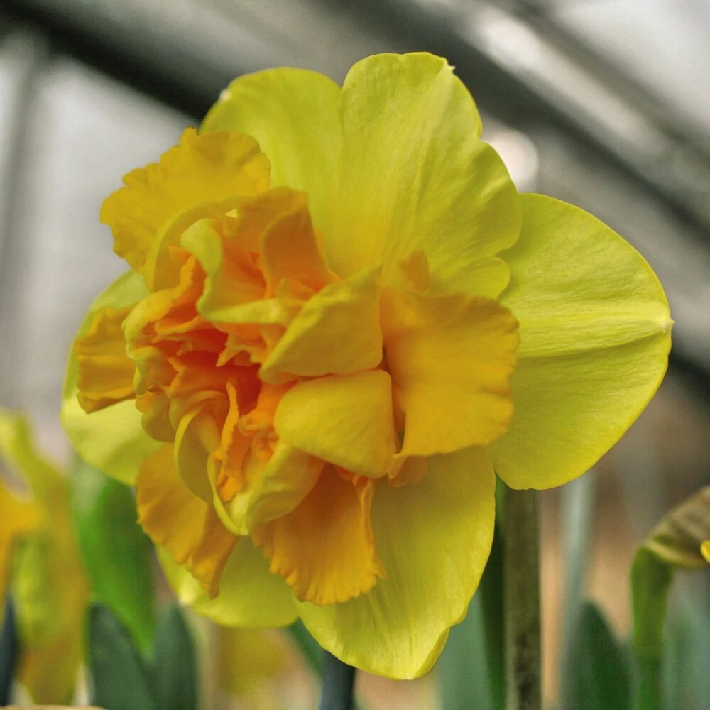 Thompson and Morgan Daffodil Raffles Spring Planting Bulb 32 Pack Image 6