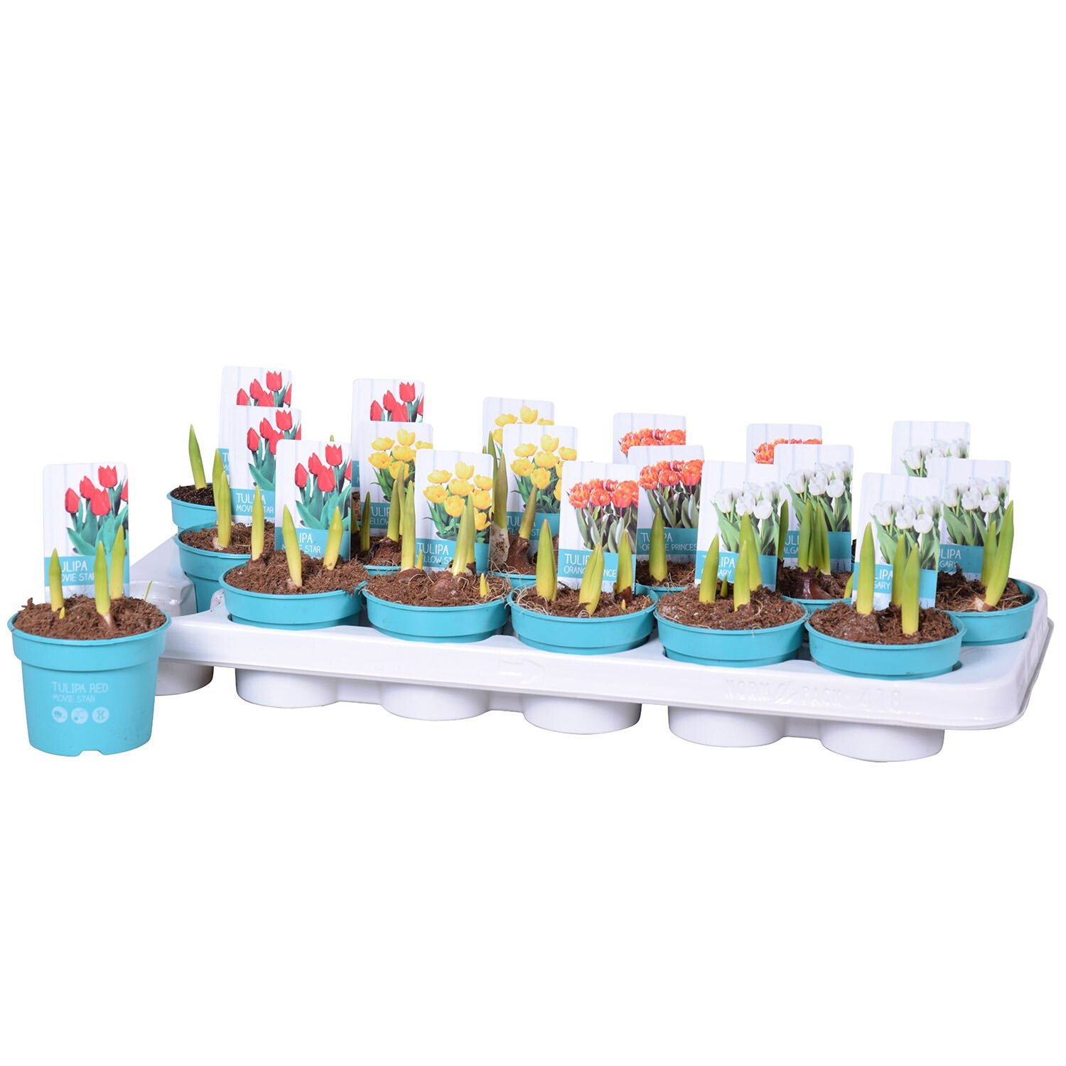 Tulip Mix Bulbs Image