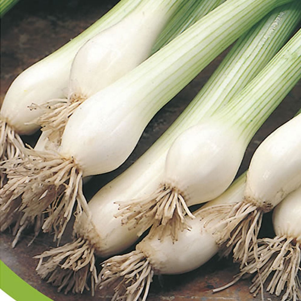 Wilko Spring Onion Ramrod Seeds Image 2