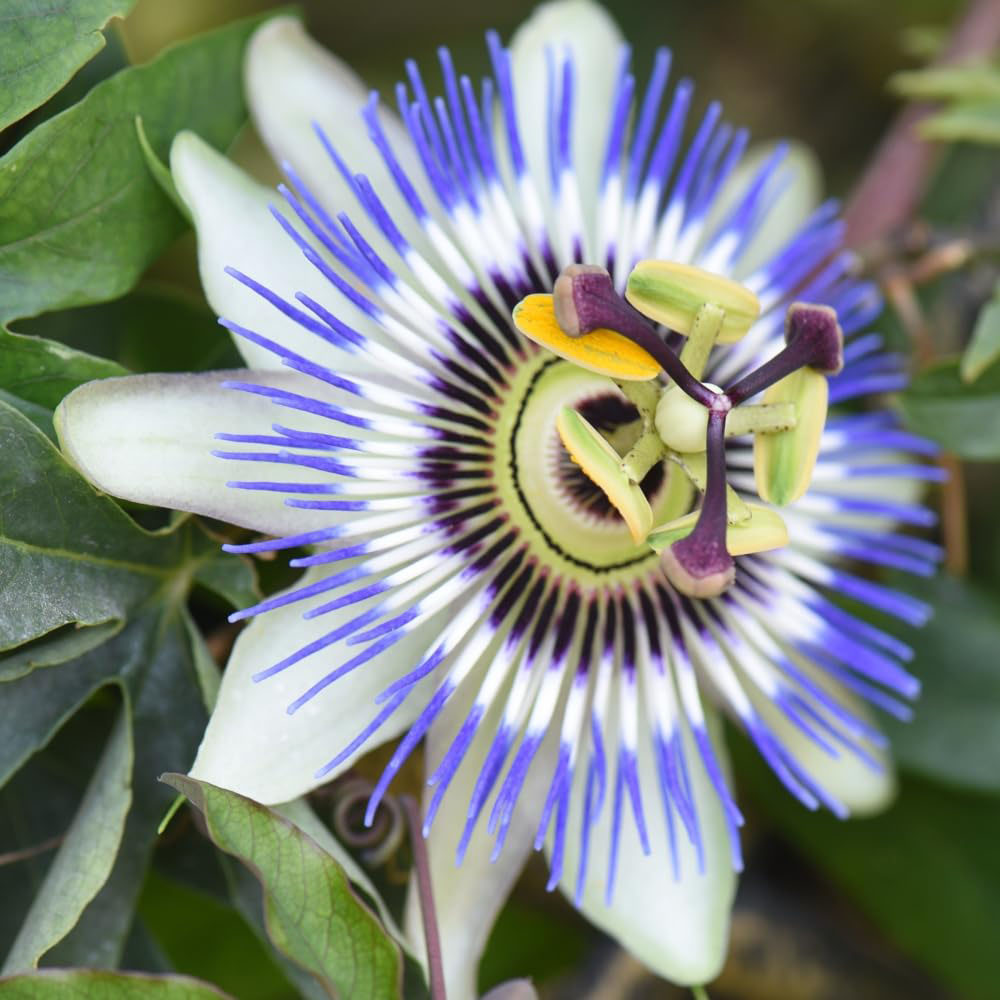 Thompson and Morgan Passiflora Caerulea Hoop Plant Pot 13cm Image 1