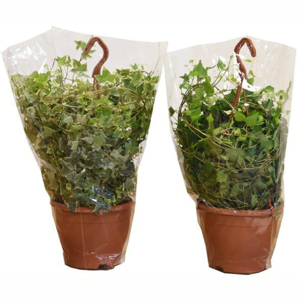 Thompson and Morgan Hedera Helix Mix Plant Pot 19cm Image 3