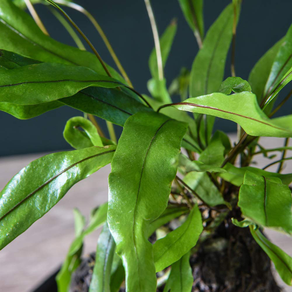 Thompson and Morgan Lova Diversifolium Lava plant with Wooden Tray Image 4