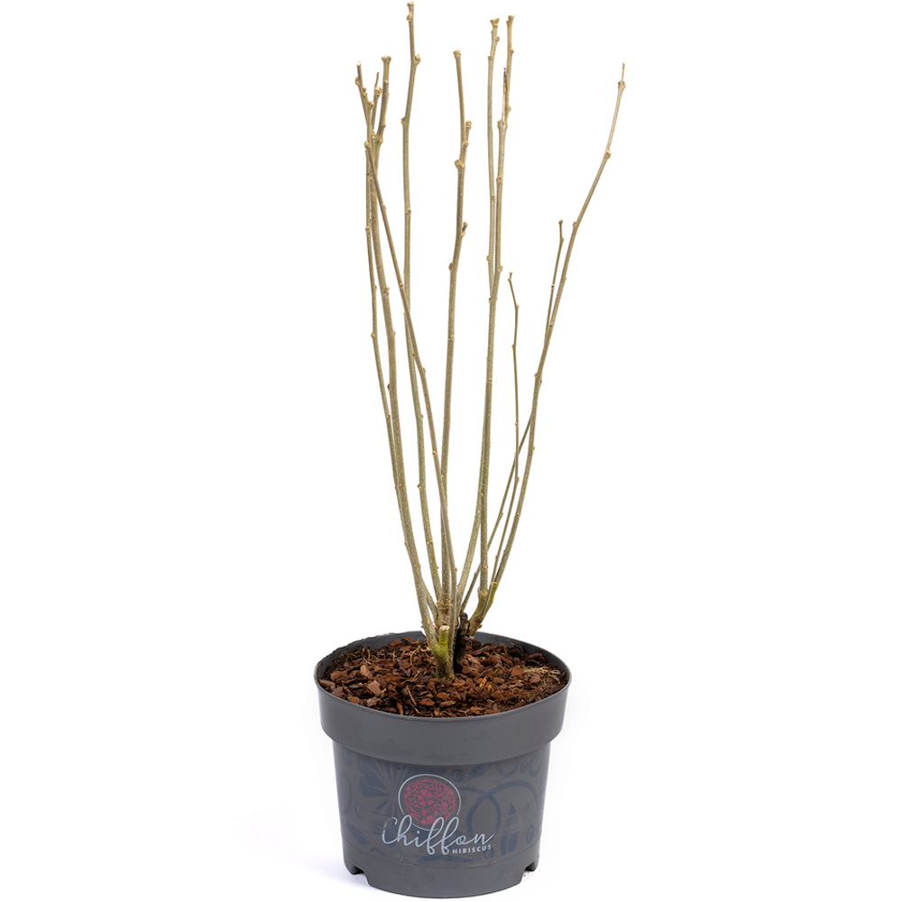 wilko Hibiscus Starburst Chiffon Plant Pot Image 3