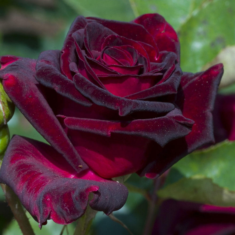 Wilko Black Baccara Bare Root Rose Image 1