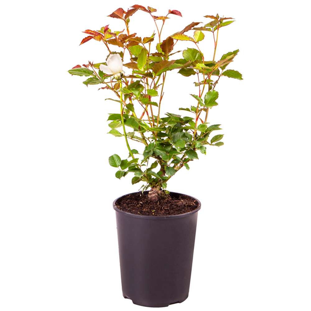 YouGarden Peace Rose Plant Pot 3L Image 3