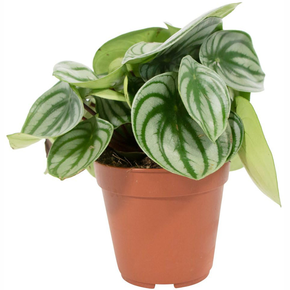 Thompson and Morgan Peperomia Argyreia Plant Pot 12cm Image 2