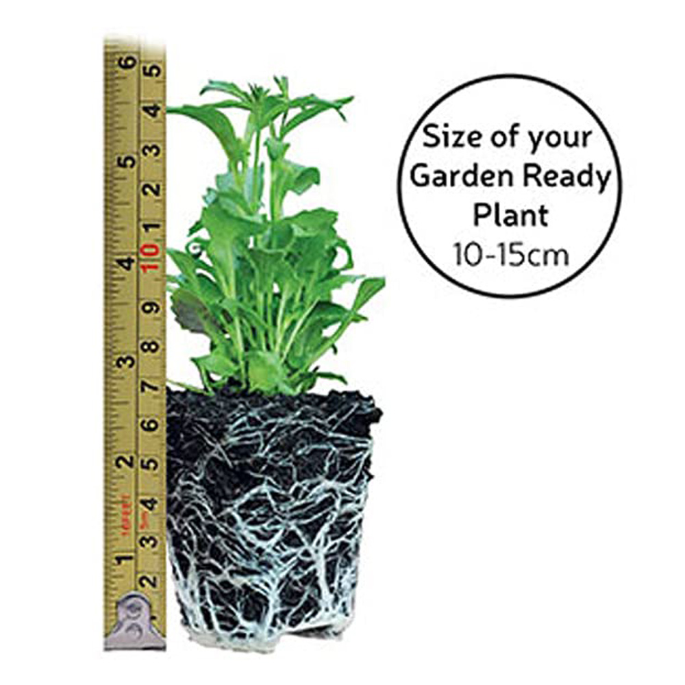 Thompson and Morgan Antirrhinum Sweet Duet Series Garden Ready Plant 15 Pack Image 4