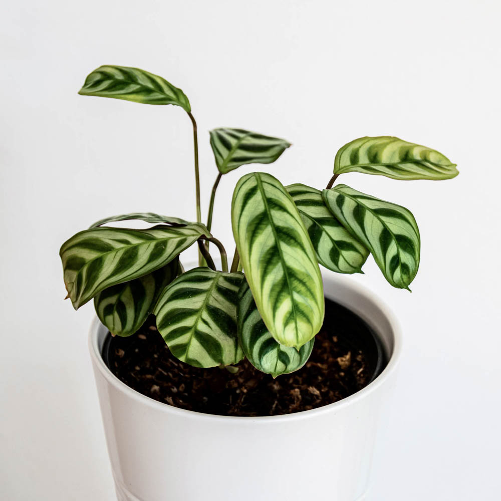 YouGarden Ctenanthe Burle-Marxii Plant Image 2